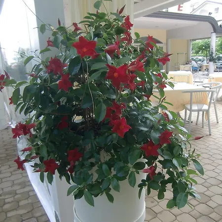 Hotel Explorer Cervia