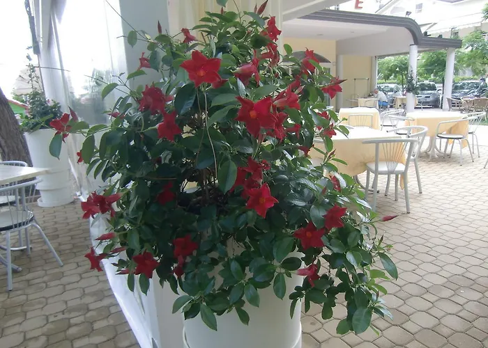 Hotel Explorer Cervia